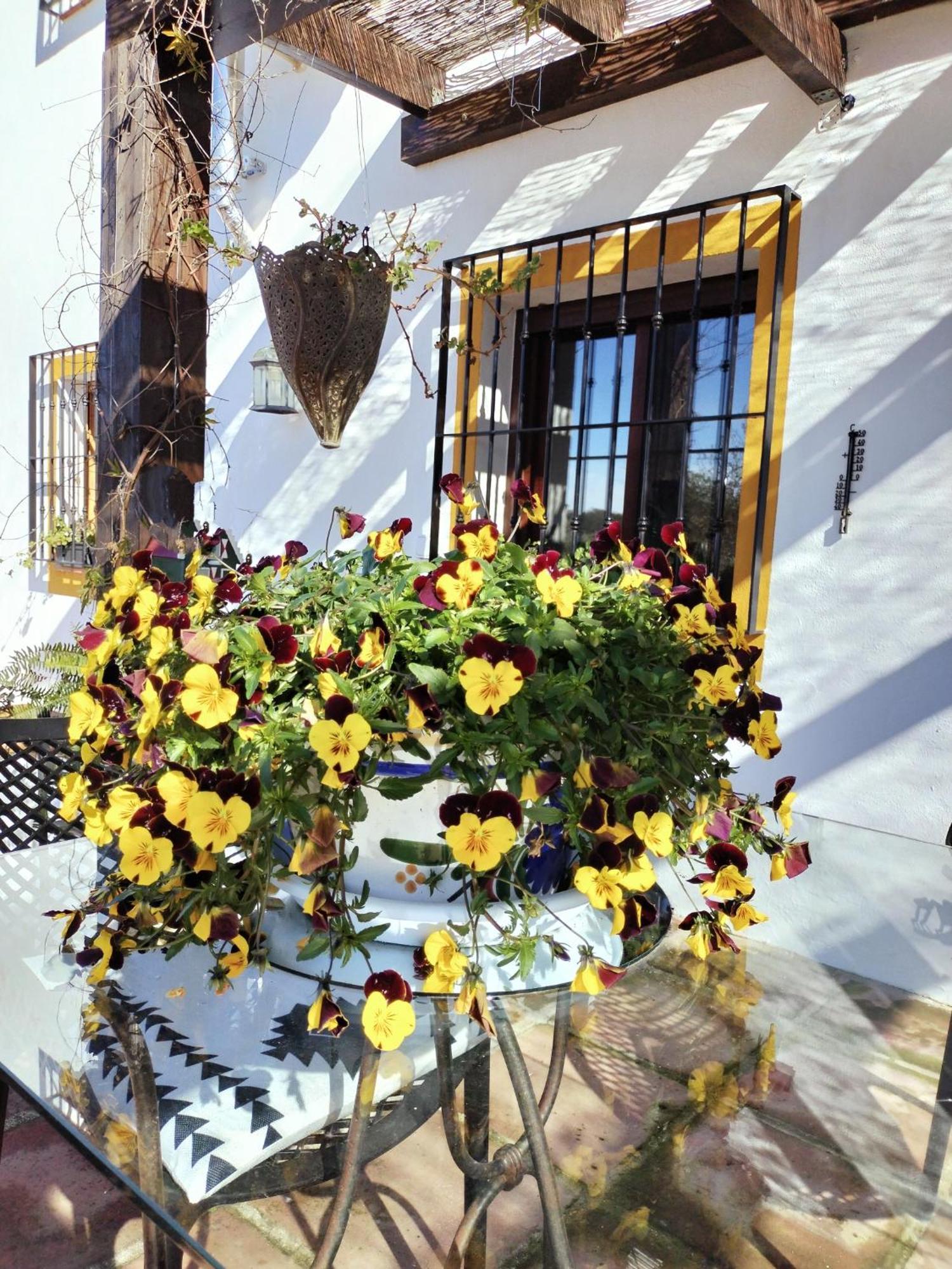 Bed and Breakfast Todos Y Tonya Archidona Exteriér fotografie